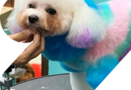 Homestay cho thú cưng