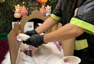 Chó bị bệnh đường ruột có chết không​? giải đáp từ A-Z