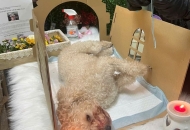 Tại sao chó mèo chết không nhắm mắt? Giải đáp chi tiết