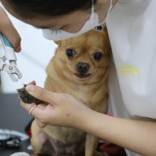 Cắt móng cho pet
