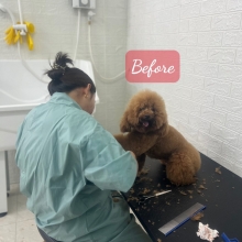 Nhuộm lông cho pet