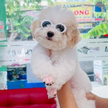 COOL NGẦU CÙNG PET