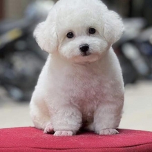 PET CƯNG CỦA BẠN