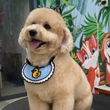 PET ĐƯỢC MẶC YẾM ĐẸP