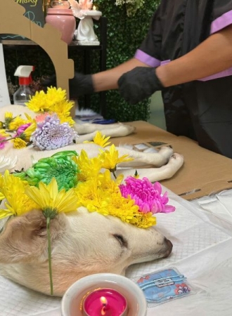 Có Nên Mang Tro Cốt Thú Cưng Về Nhà? Giải Đáp A-Z