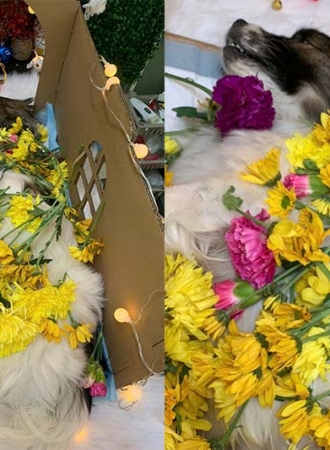 Tại sao chó sắp chết lại bỏ đi? Sự Thật SEN cần biết!