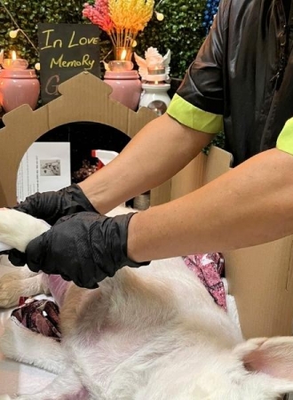 Chó bị bệnh đường ruột có chết không​? giải đáp từ A-Z