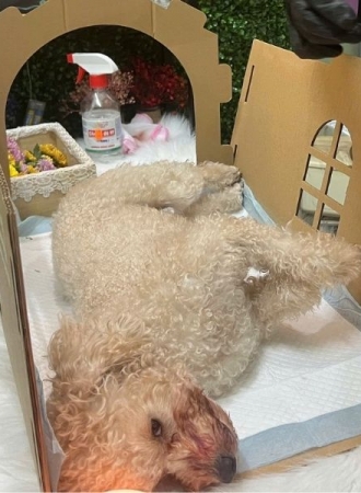 Tại sao chó mèo chết không nhắm mắt? Giải đáp chi tiết