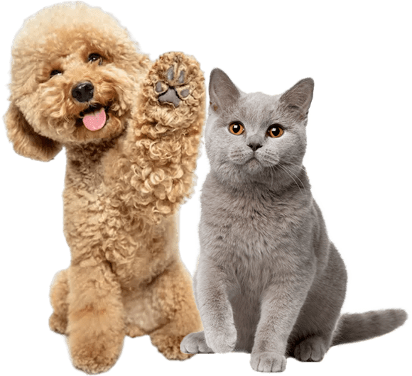 Cửa Hàng Thú Cưng