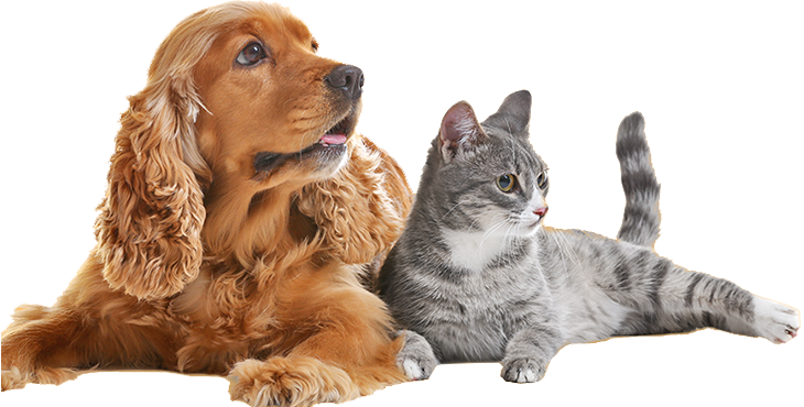 Dịch vụ chăm sóc | spa | hỏa táng thú cưng Trum